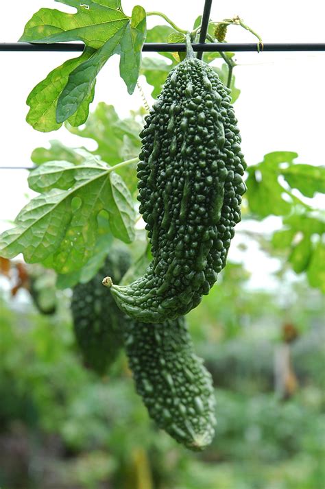 Growing Bitter Melon From Planting To Harvest