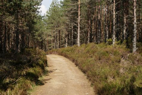 Abernethy Forest © Peter Trimming Cc By Sa20 Geograph Britain And