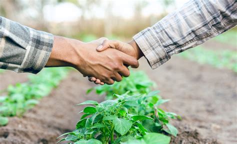 Produtores Rurais Podem Renegociar D Vidas Do Cr Dito Rural At Dia