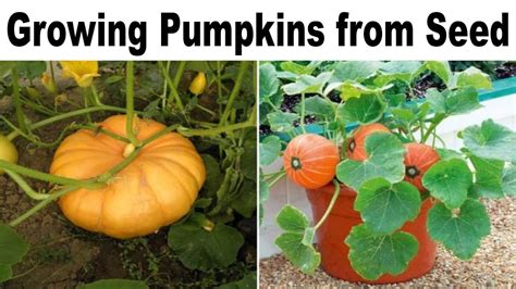 Growing Pumpkin Plant From Seed At Home Pumpkin Plant How To Grow