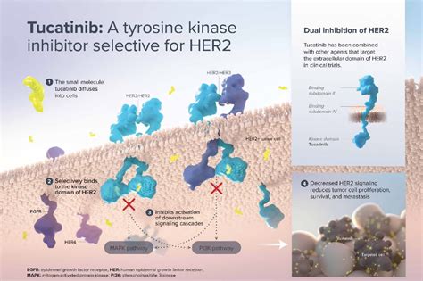 ASCO GU 2022 SGNTUC 019 Phase 2 Basket Study Of Tucatinib And