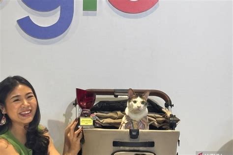 Bobby Kertanegara Kucing Prabowo Jadi Nama Paling Dicari Di Google