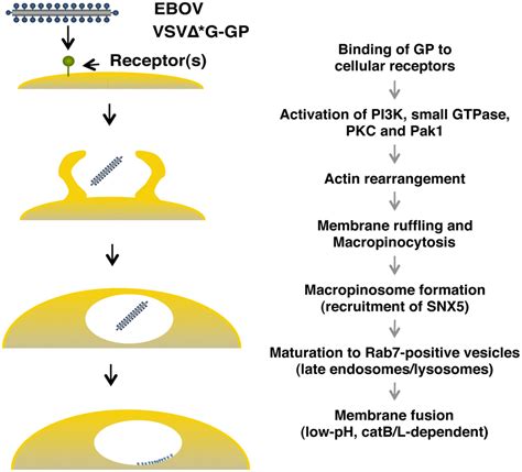 Model Of GP Dependent EBOV Cell Entry For EBOV Cell Entry The Binding