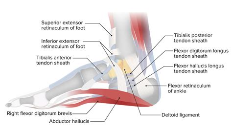 Ankle Joint Anatomy Concise Medical Knowledge