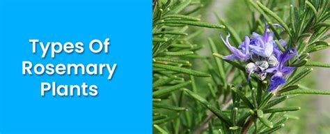 Different Types Of Rosemary Plants Varieties Species And Cultivars Embracegardening