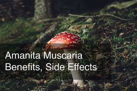 Amanita Muscaria Benefits Side Effects Mycoteria