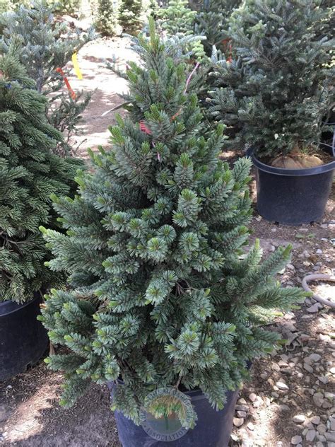 Great Basin Bristlecone Pine Pinus Longaeva Sherwood Compact