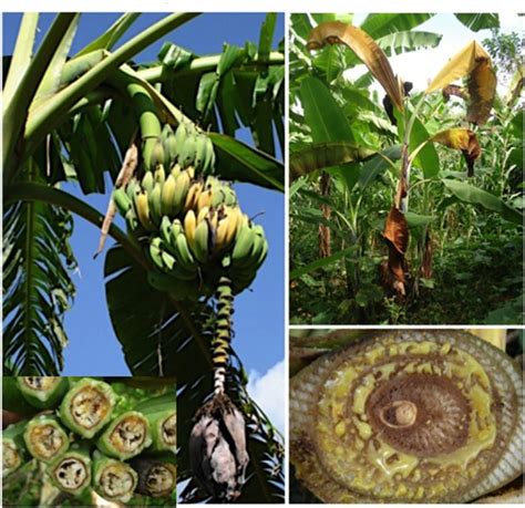 7 Plagas Y Enfermedades Del Banano Orgánico Que Deberías Conocer Bioalternativa