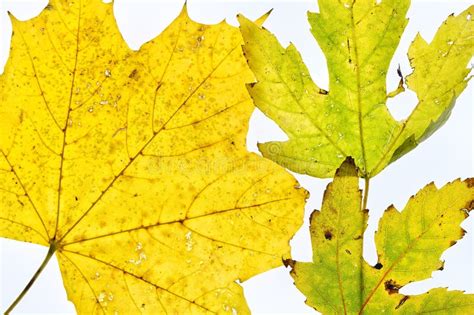 Close Up Of Autumnal Coloured Sycamore Leaves Isolated On White