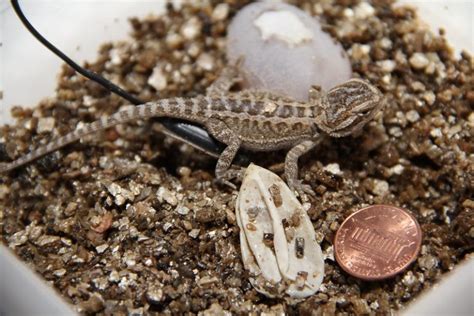 What Do Baby Lizards Eat 2024 Reptiles Life Hub