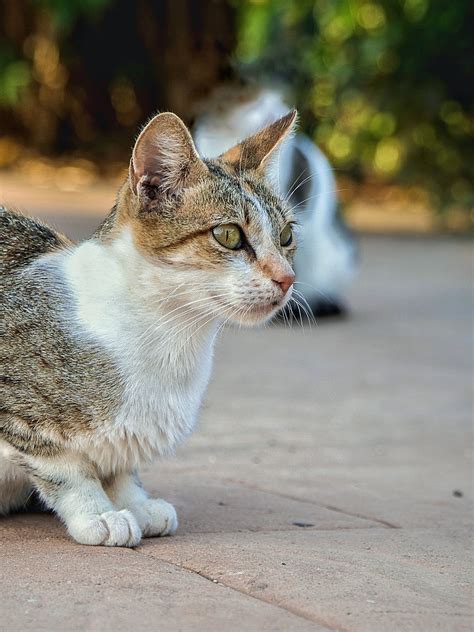 Kucing Penuh Kasih Peliharaan Foto Gratis Di Pixabay Pixabay