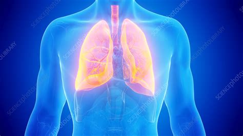 Lungs Illustration Stock Image F Science Photo Library