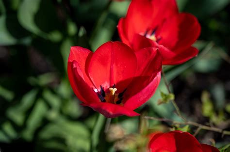 Tulipanes Flores Plantas Foto Gratis En Pixabay Pixabay