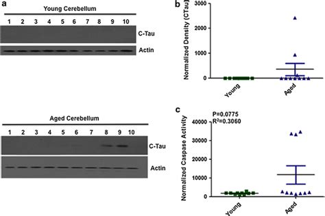 Cleaved Tau Immunoreactivity And Caspase Activity In The Cerebellum