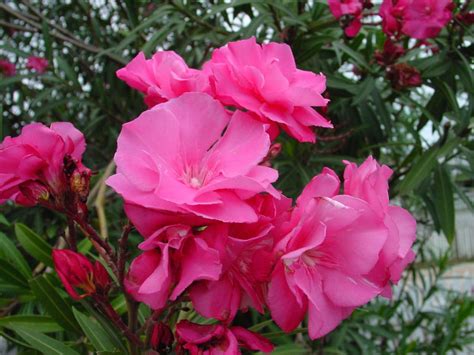 Nerium Oleander Double Pink Karl Gercens Flickr