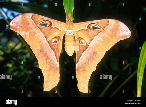 Hercules moth hi-res stock photography and images - Alamy