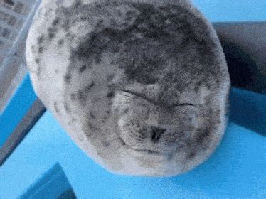 Silly Seal GIF - Silly seal - Discover & Share GIFs