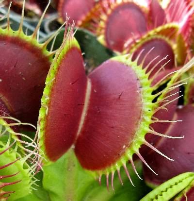 Carnivorous Plant Trapping Mechanisms | ICPS