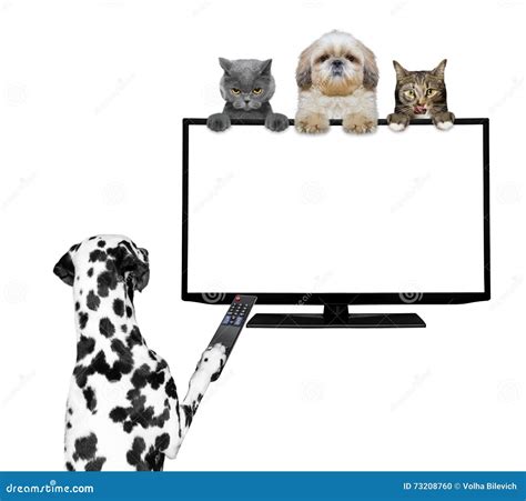 Dogs and Cats Watching Television Stock Photo - Image of relaxation, channel: 73208760