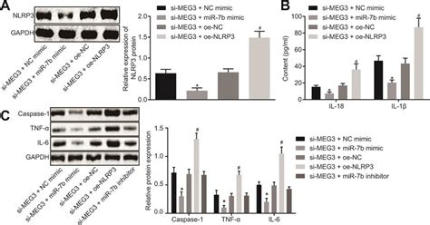 Lncrna Meg Sponged Mir B Through Nlrp To Modulate The Lps Induced