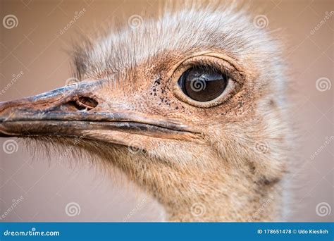 A Detailed Close Up Portrait of an Ostrich Face Stock Photo - Image of ...