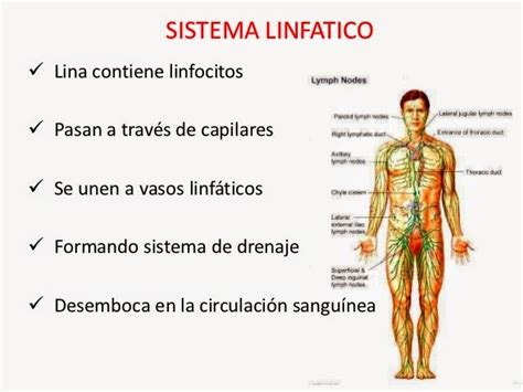 El Cuerpo Humano Sistema LinfÁtico