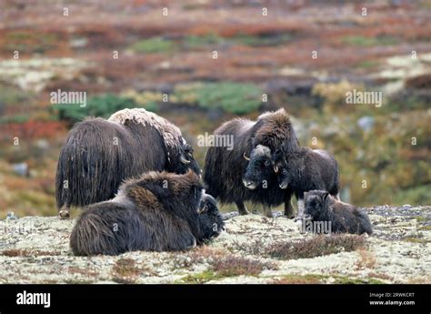 Eine Musschusochsengruppe Ovibos Moschatus In Der Autumnally Tundra