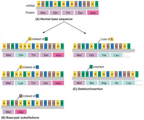 Chapter Microbial Genetics Diagram Quizlet