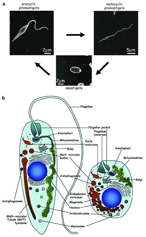 The Flagellum Throughout The Life Cycle Of Leishmania Parasites A