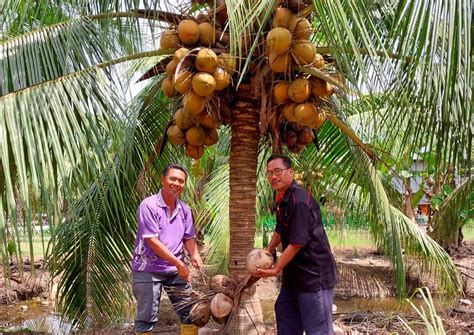 Hasil Kelapa Terjejas Akibat Banjir Termenung Utusan Malaysia