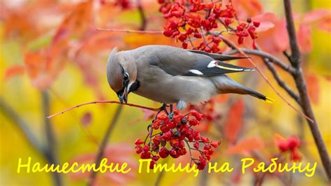 Нашествие Птиц на Рябину - YouTube