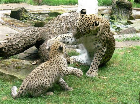 Persische Leoparden Panthera Pardus Tulliana P Flickr