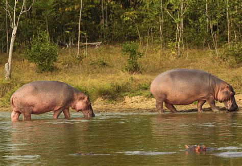 Colombie Le Transfert D Hippopotames Co Tera Millions De Dollars