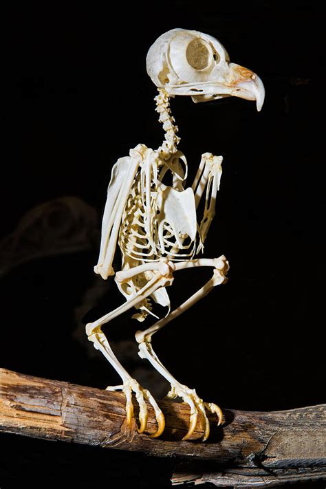 Eastern Screech Owl Skeleton Photograph By Millard H Sharp Fine Art