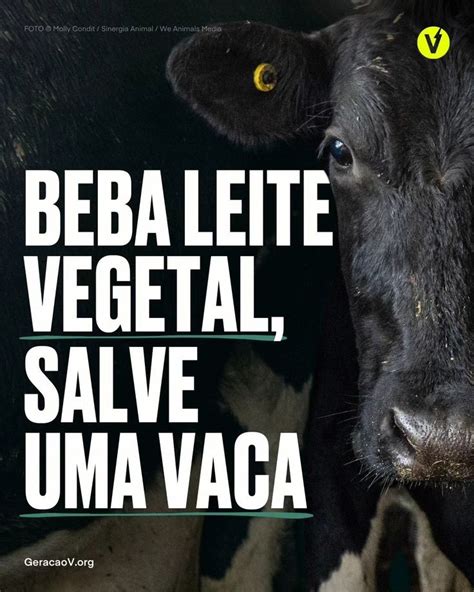 Repost genv brasil As vacas não produzem leite por