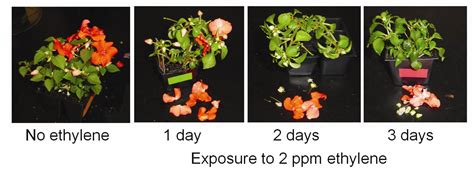 Preventing ethylene damage in the production greenhouse: symptoms of ...