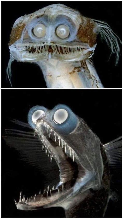 This deep sea fish looks like an undead pedophile : r/DamnThatsTerrifying