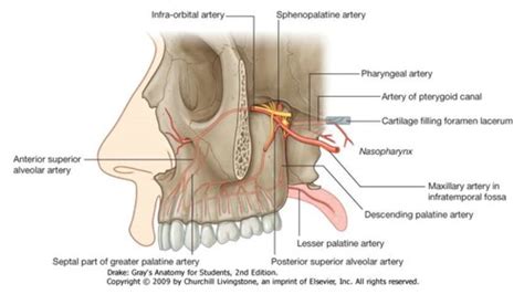 Anatomy- Pterygopalatine Fossa Flashcards | Quizlet