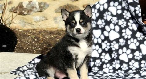 Pomsky.Meet Zippy a Puppy for Adoption.