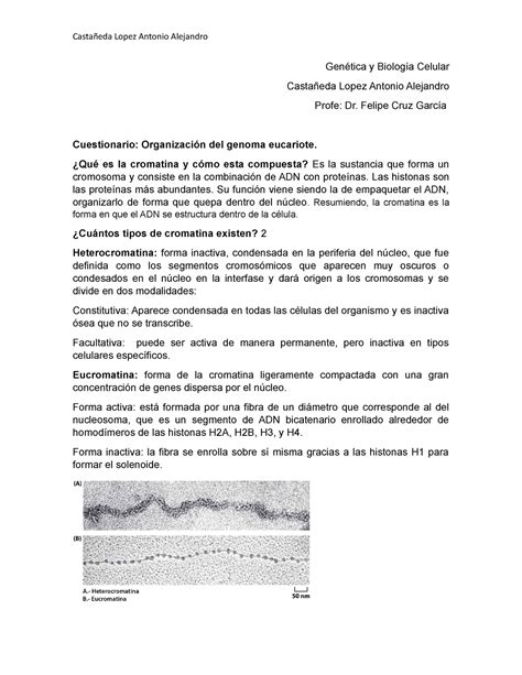 Cuestionario De Cromatina Casta Eda Lopez Antonio Alejandro Gen Tica