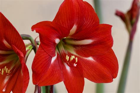 Amaryllis Blume Pflanze Rote Kostenloses Foto Auf Pixabay Pixabay