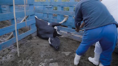 Investigation The Secret Slaughterhouses Of Brazil Animal Equality