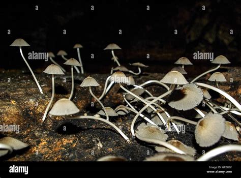 Mushrooms In A Dark Cave Stock Photo - Alamy