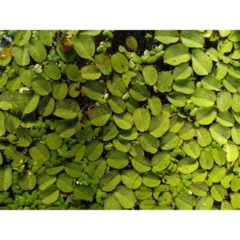 Jual Salvinia Natans Tanaman Air Apung Shopee Indonesia