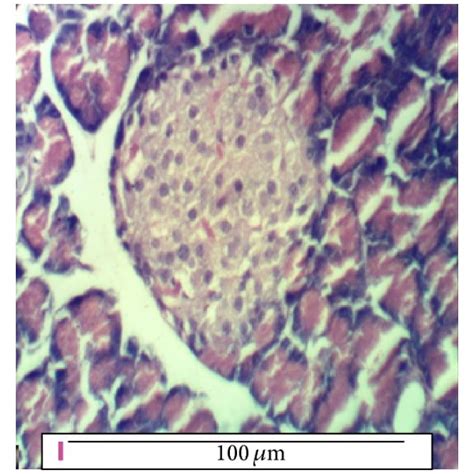 A Pancreas Of Rat From The Negative Control Group Showing No Download Scientific Diagram