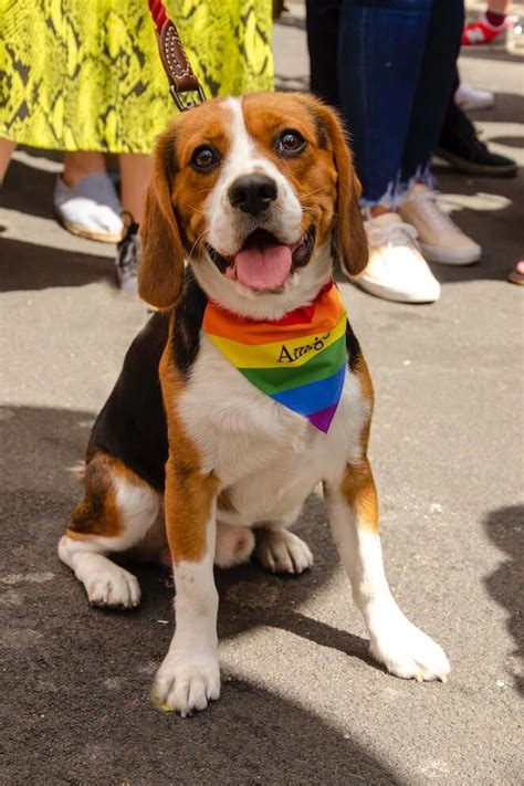 10 Most Loyal Dog Breeds: Faithful Dogs Make the Best Friends