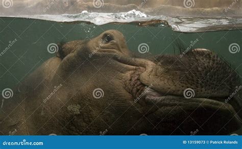 Hippo Underwater Stock Image Image Of Herbivore Large 13159073