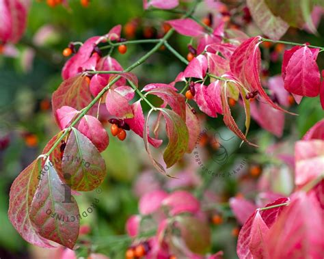 How To Plant And Grow Burning Bush Euonymus Alatus 04 14 2024