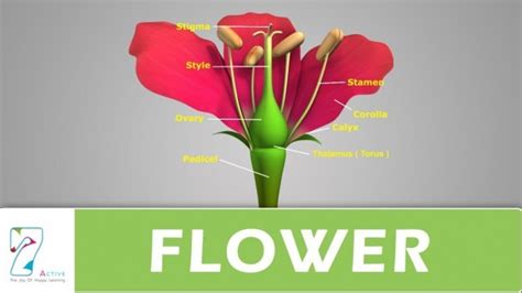 Hibiscus Flower Parts Diagram