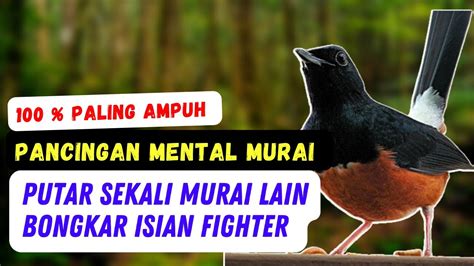 Pancingan Mental Murai Batu Paling Ampuh Sekali Putar Murai Manapun